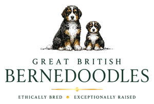 Great British Bernedoodles